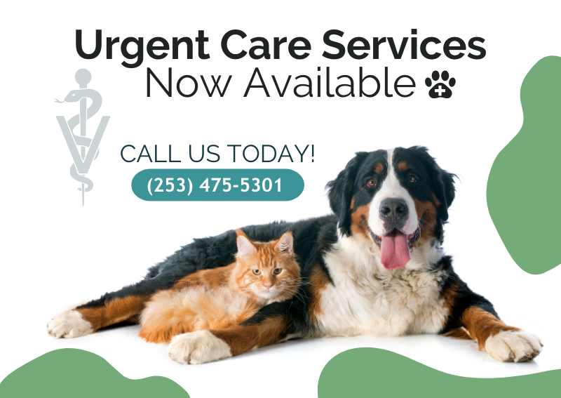 Carousel Slide 1: Learn more about our Urgent Care services >>