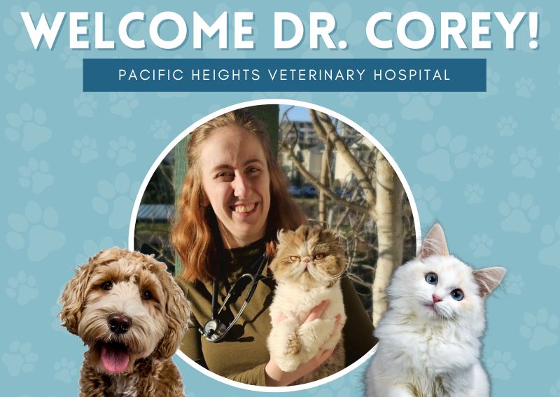 Carousel Slide 1: Learn More About Dr. Corey >