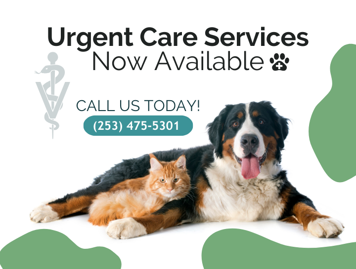 Urgent Care Services at Pacific Heights Veterinary Hospital